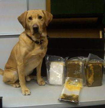 Cheers to Whiskey: Okanagan crime canine hangs up his leash - image