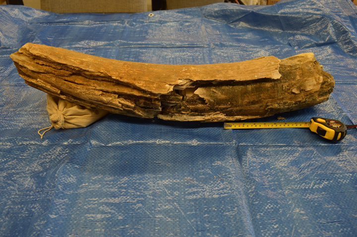 A fossil discovery at a worksite east of Saskatoon in early October turned out to be the tusk of a woolly mammoth.