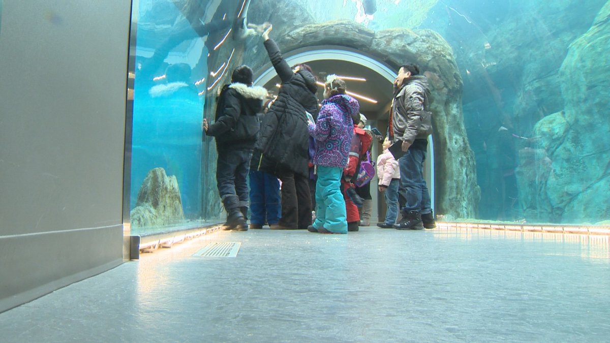 The Assiniboine Park Zoo is offering free admission to children under 12 over the holiday break.