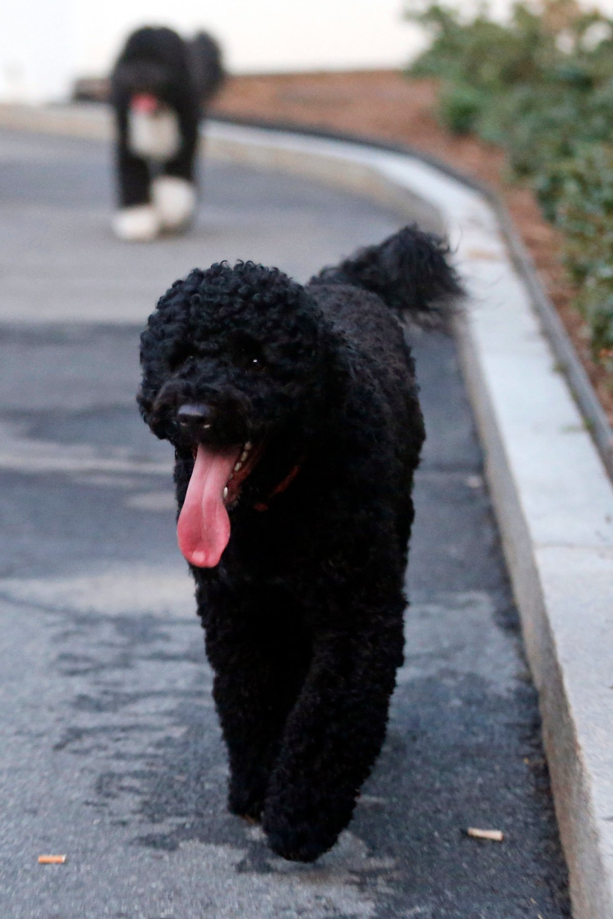 File-This Sept. 10, 2013, file photo shows Sunny, foreground, and Bo, Portuguese water dogs belonging to President Barack Obama and his family, walking with White House employee along the West Wing of the White House in Washington. A North Dakota man who allegedly traveled to the nations capital to kidnap a dog belonging to President Barack Obama has been arrested. D.C. Superior Court documents say Secret Service agents interviewed Scott D. Stockert of Dickinson, North Dakota, after hearing from Secret Service agents in Minnesota that he was on his way to Washington to kidnap a pet owned by the first family.