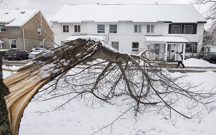 A felled tree is seen in front of a home in the north end of Halifax following a winter storm in Halifax on Saturday, January 30, 2016. Heavy snowfall and high winds across Nova Scotia left over 40,000 without power. 