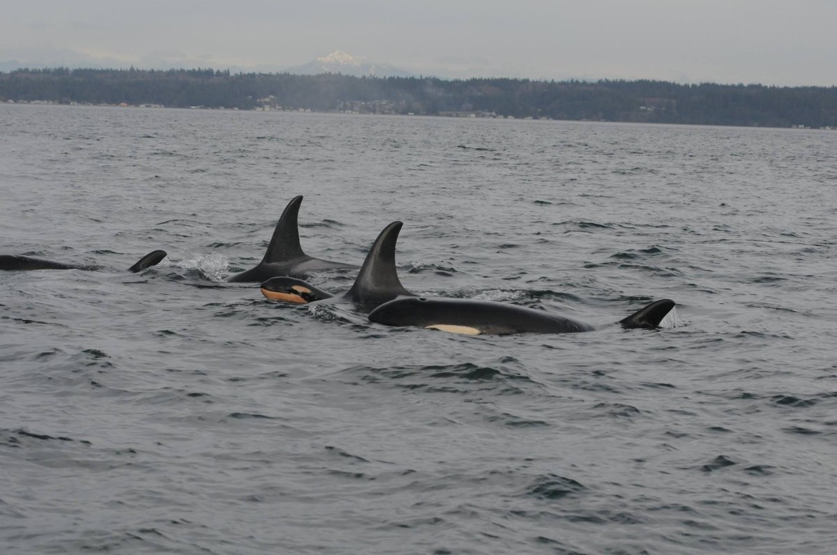 The National Oceanic and Atmospheric Administration released this photo of a new orca whale in Puget Sound on January 19, 2015. 