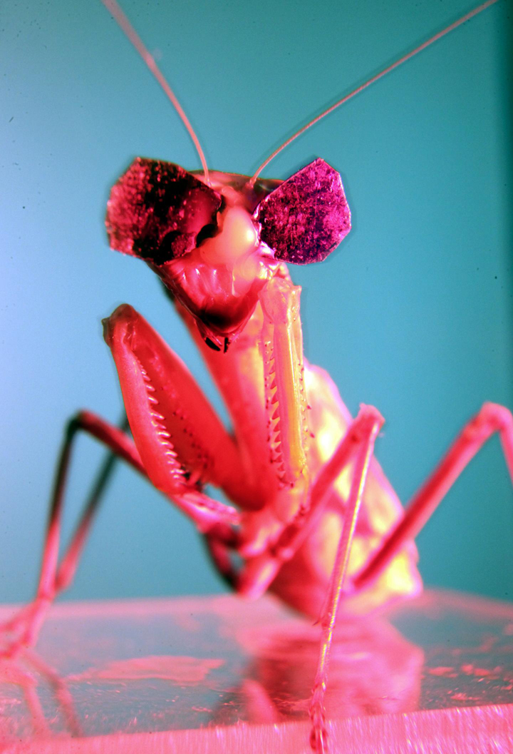 Why's this praying mantis smiling… and wearing sunglasses?