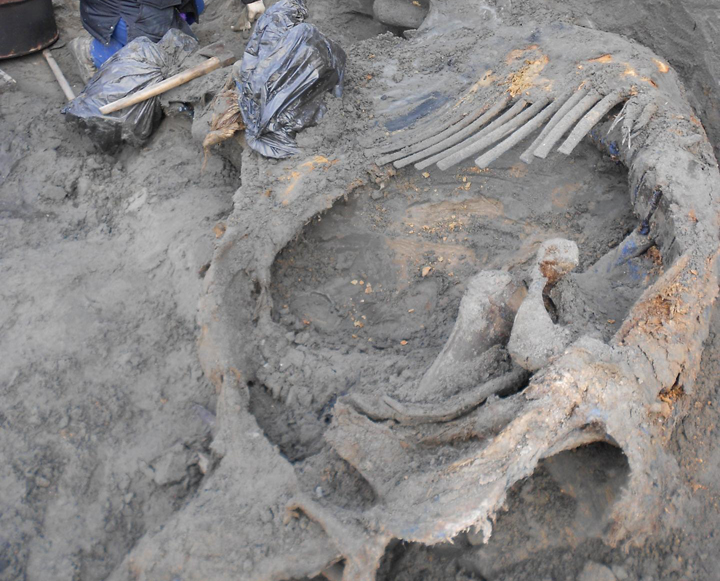 The excavation of the mammoth carcass found in the Arctic. 