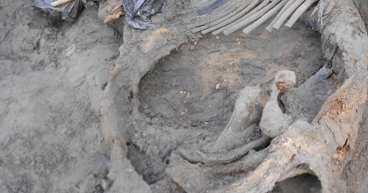 Mammoth bones reveal early human presence in Arctic | Globalnews.ca