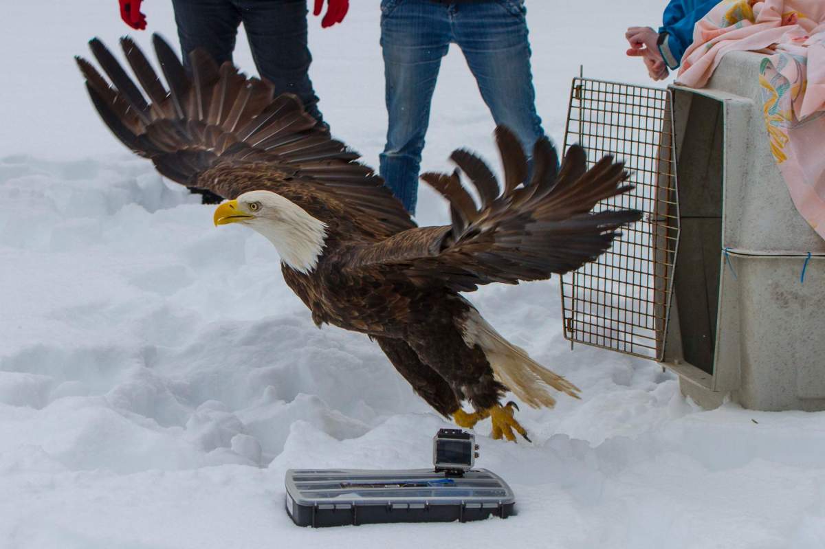 Birdzilla takes her first flight after being released back into the wild. 