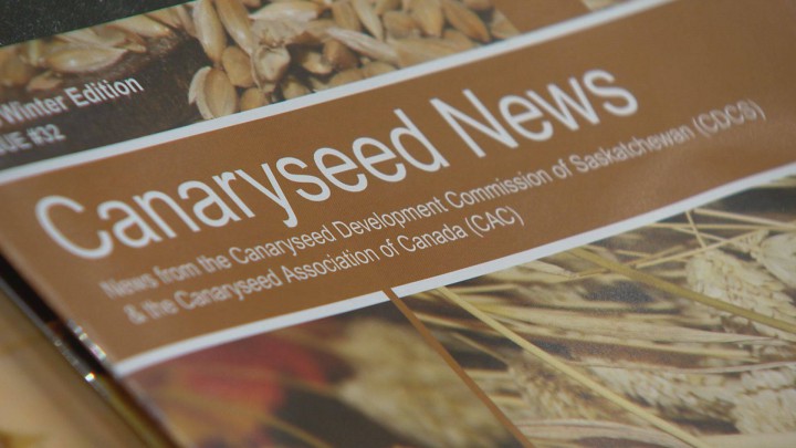 Once only considered bird feed, canary seed has been approved as a high protein, gluten-free option in a variety of food products for humans.