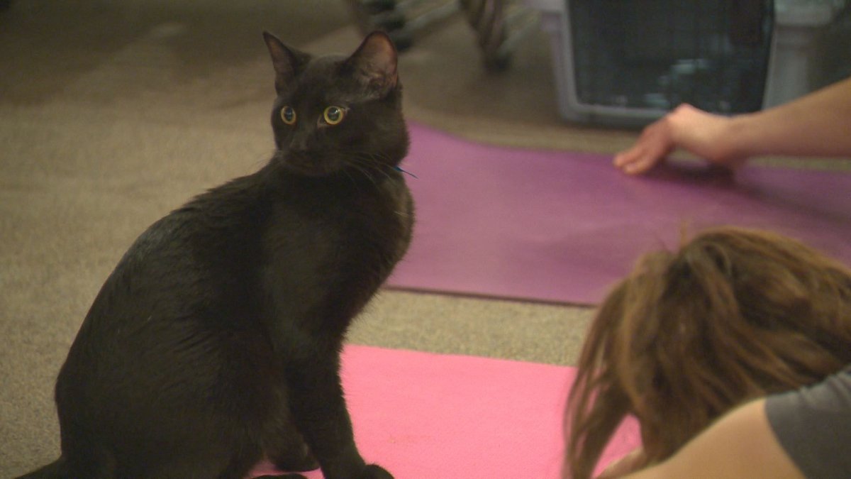 Edmonton yogis doing the downward dog with adoptable cats - image
