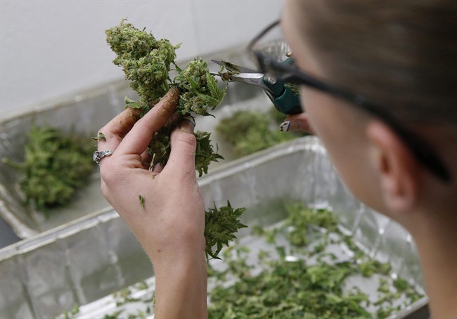 In this Dec. 27, 2013 file photo, an employee trims away unneeded leaves from pot plants, harvesting the plant's buds to be packaged and sold at Medicine Man marijuana dispensary, in Denver.