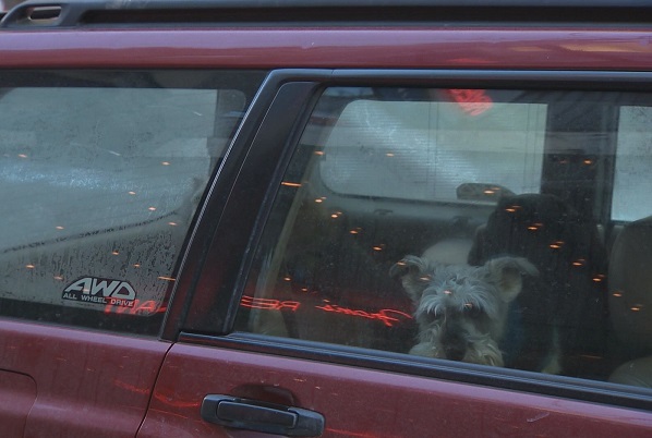 The Nova Scotia SPCA is reminding people to not leave their dogs outside as the province sees very cold weather move in Thursday night.