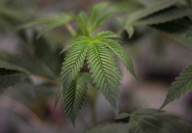 The B.C. Liquor Distribution Branch says its B.C. Cannabis Stores will have a wide range of pot for sale when marijuana is legalized in October.