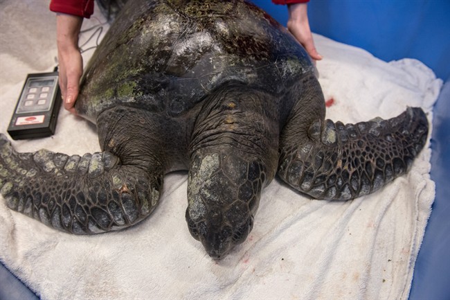 Aquarium works to rescue fur seal, sea turtle - image
