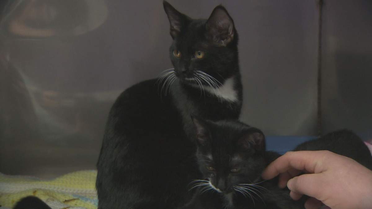 The cats were spayed and neutered on Wednesday.