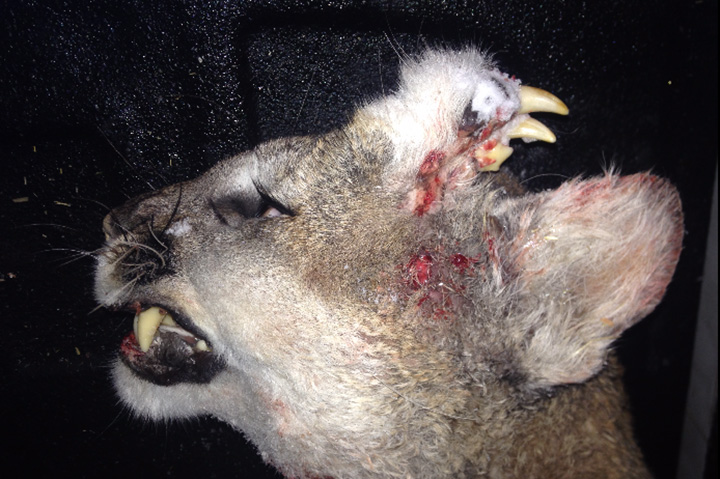 On Friday, The Idaho Department for Fish and Game (IDFG) released a photo of the deformed cat that was legally killed by a hunter on Dec. 30 after the feline attacked a dog.