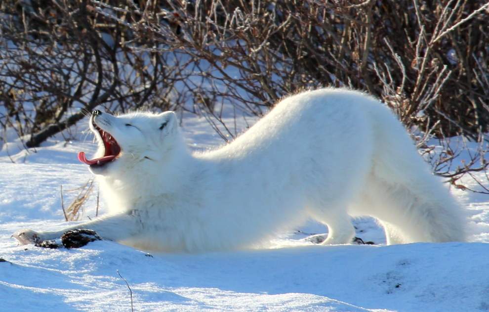 Arctic fox in Churchill, Manitoba