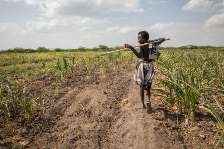 In this photo taken on Tuesday, Jan. 26, 2016, A young Afar boy walks through failed crops and farmland in Magenta area of Afar, Ethiopia. Morbid thoughts linger on people’s minds in the area. The crops have failed and farm animals have been dying amid severe drought that has left Ethiopia appealing for international help to feed its people. 
