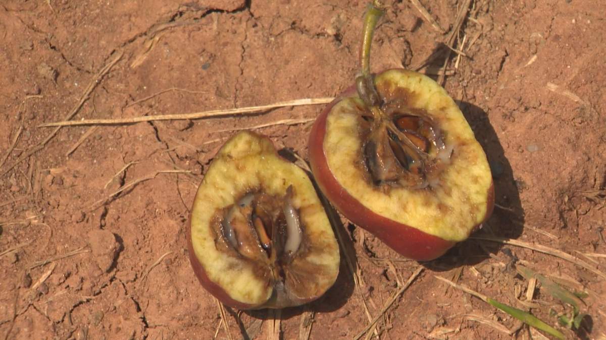 Apples infected with fire blight.