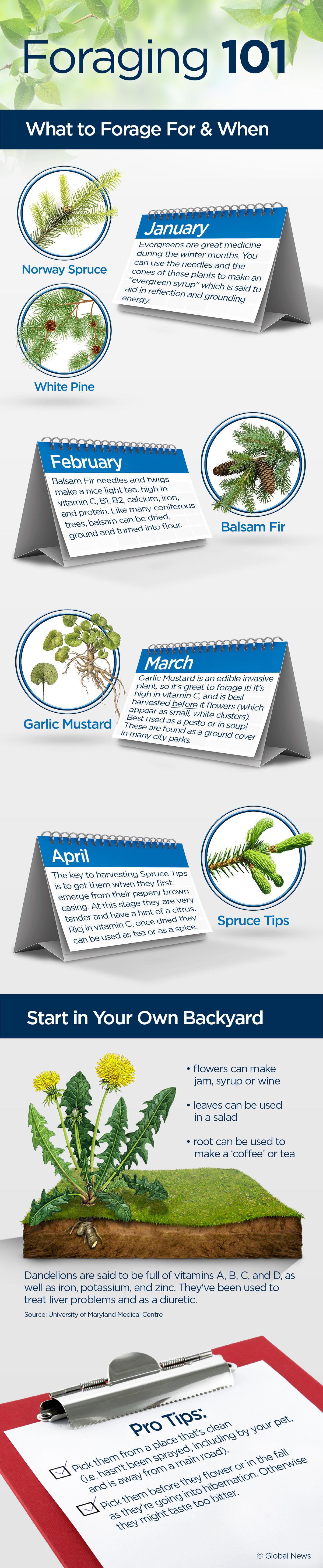 One way to lower your grocery bills? Forage for your food - image