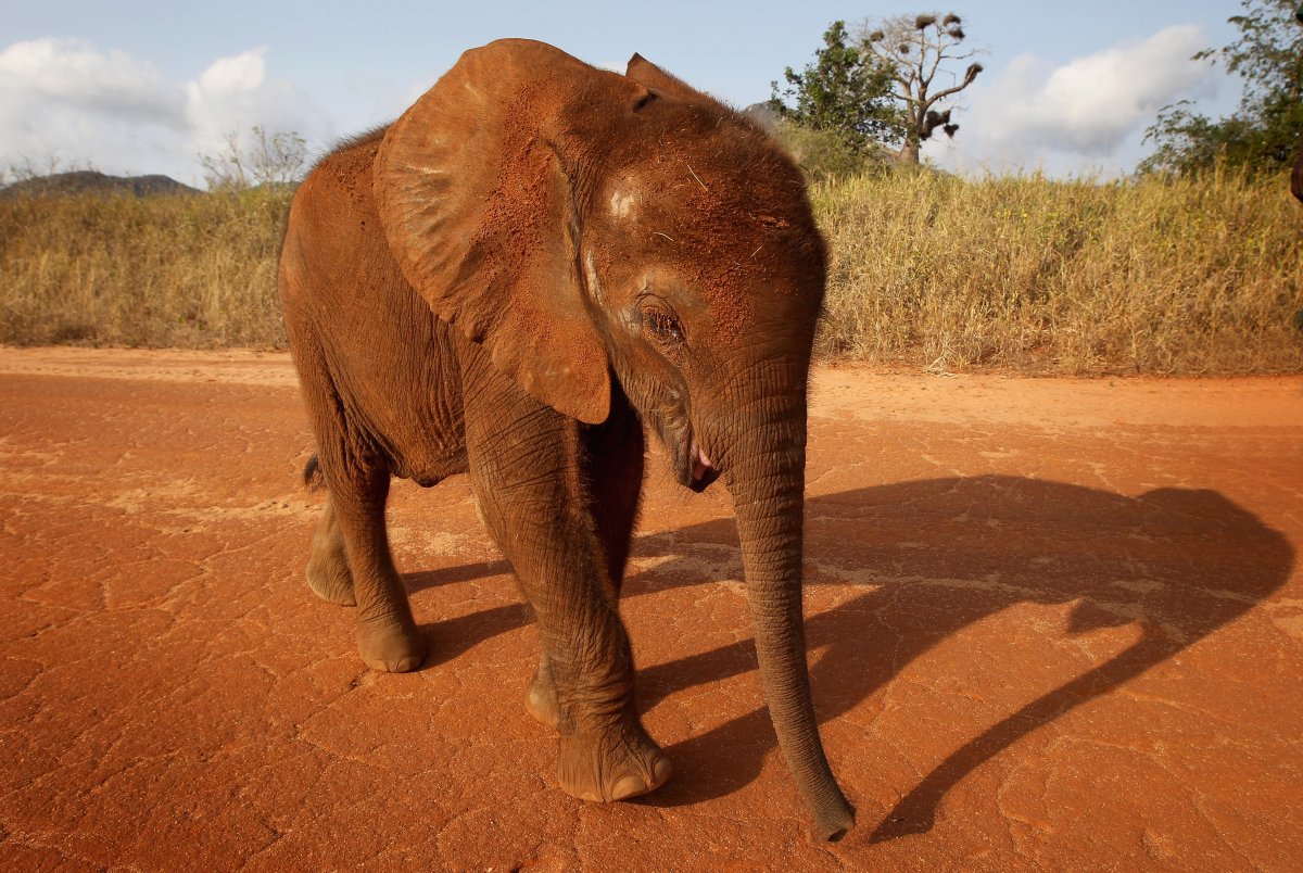 A five month old orphaned elephant called 'Tembo' being taken for a walk by his keeper at Tony Fitzjohn's Mkomazi rhino sanctury on June 19, 2012 in Mkomazi, Tanzania. 