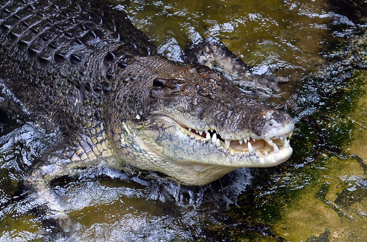 A 700 kilogram saltwater crocodile, Rex, eats a rabbit at Wildlife Sydney Zoo in Sydney March 3, 2014.  