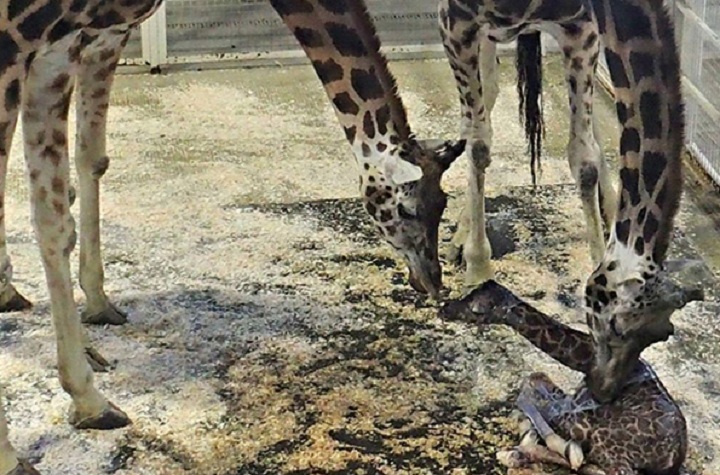 Granby Zoo welcomes its first newborn of 2016 - a baby giraffe, Monday, January 11, 2016.