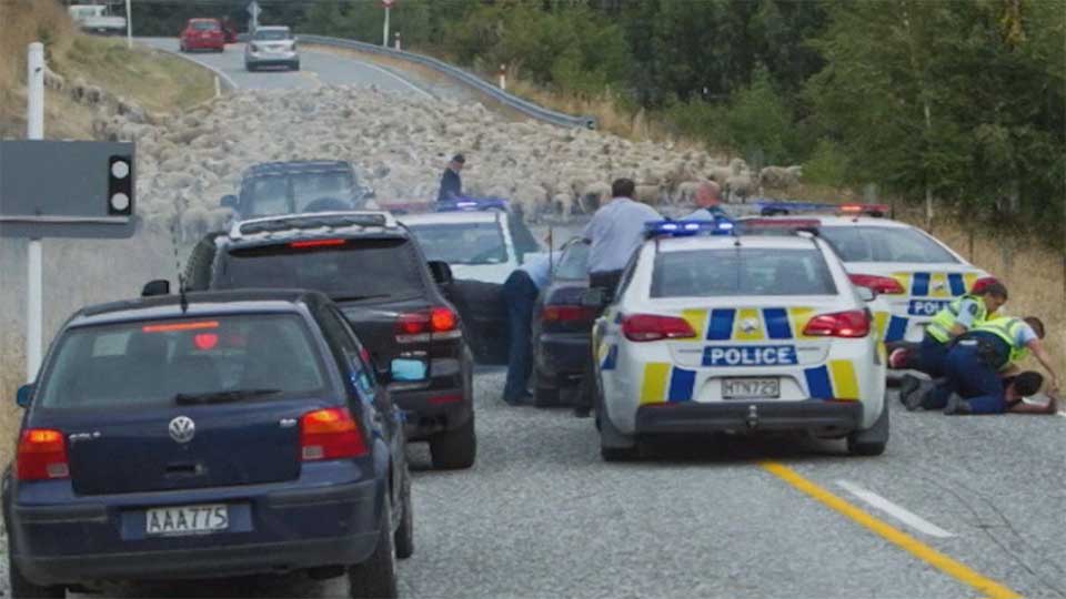 A 90 minute car pursuit in New Zealand Friday ended when the speeding suspects had to hit the brakes for a flock of sheep.