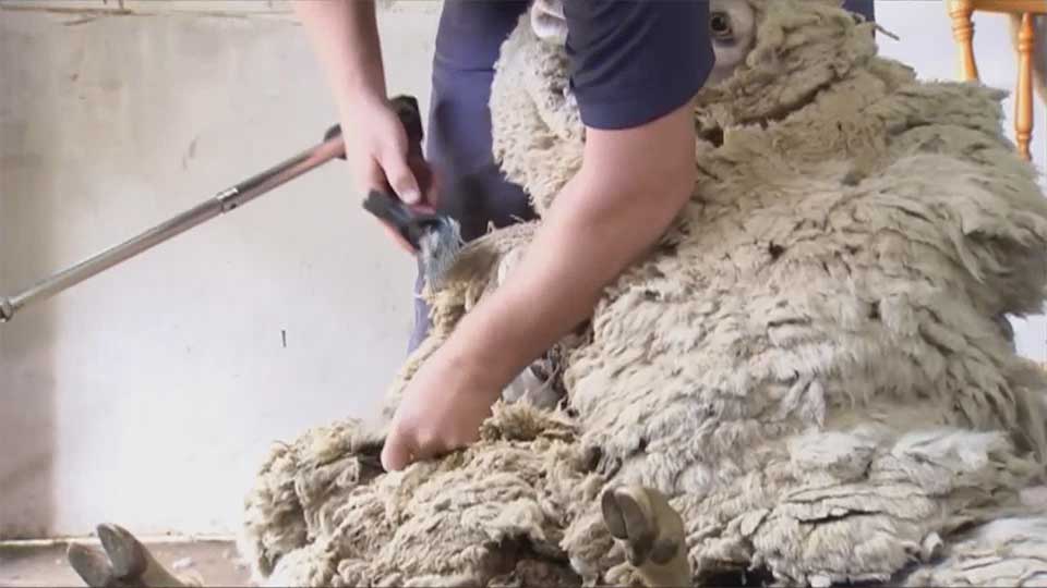 John Alomes sheared the sheep but only resulted in 21 kilograms of wool – about half the Australian record.