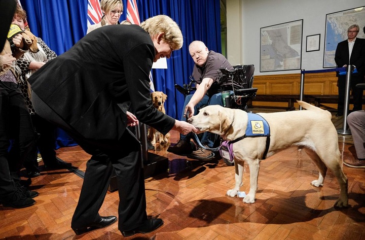 Starting Jan. 18, stronger rules supporting better access to public spaces and strata properties for people with guide and service dogs come into effect.