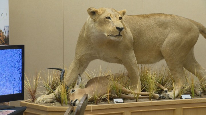 African Events Canada introduced Saskatchewan hunters with companies that offer trophy hunting excursions in Africa. Its first day was met with a protest.