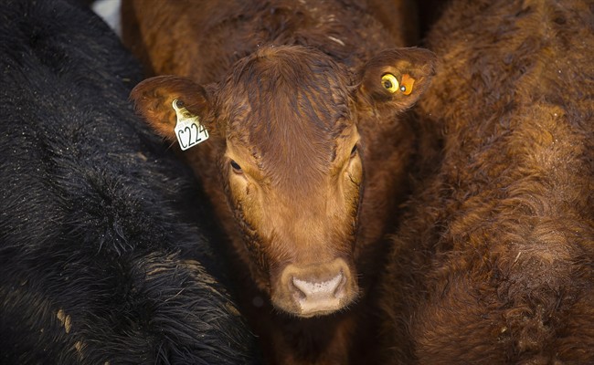 Cattle at the Strathmore Stockyards in Strathmore, Alta., Thursday, Jan. 14, 2016.