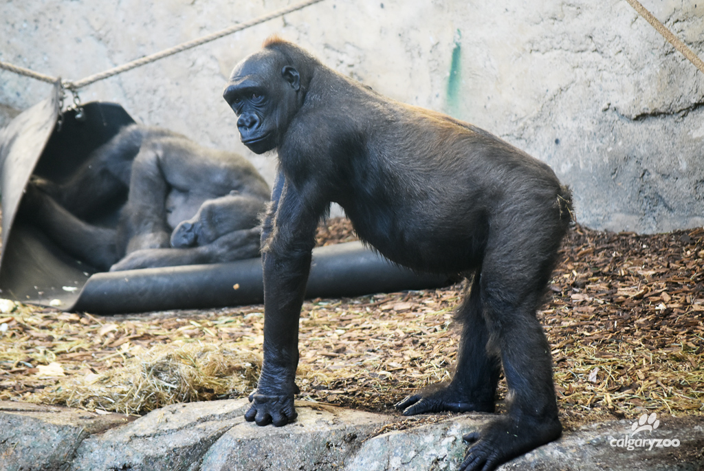 The Calgary Zoo’s 14 year-old female gorilla Kioja is pregnant and expecting her first offspring in early March 2016.