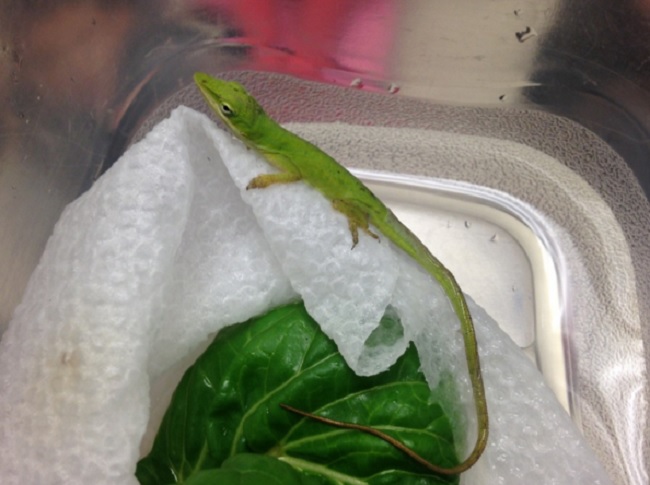 The lizard, named Green Fruit Loop.