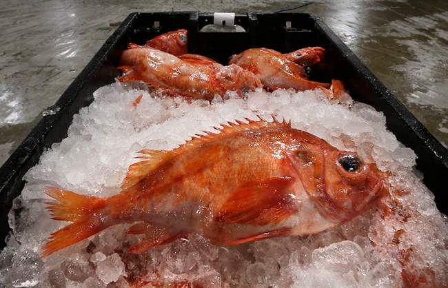 The evolution of food from trash to delicacy goes back centuries. 