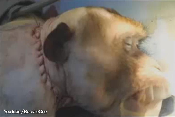 Courtesy of Valeriy Spiridonov & Sergio Canavero