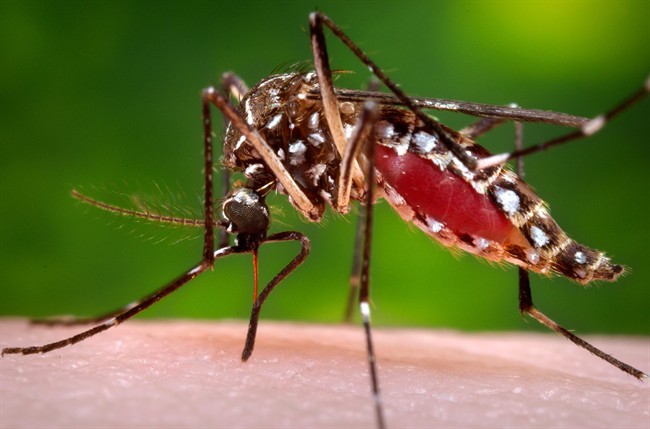 This 2006 file photo provided by the Centers for Disease Control and Prevention shows a female Aedes aegypti mosquito in the process of acquiring a blood meal from a human host. 