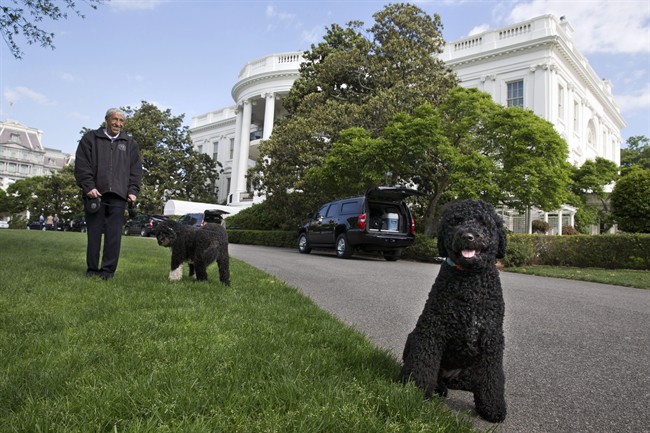 The Presidential dogs Bo, left, and Sunny, are walked by a handler on the South Lawn of the White House. The Portuguese water dogs are the Obama family pets.