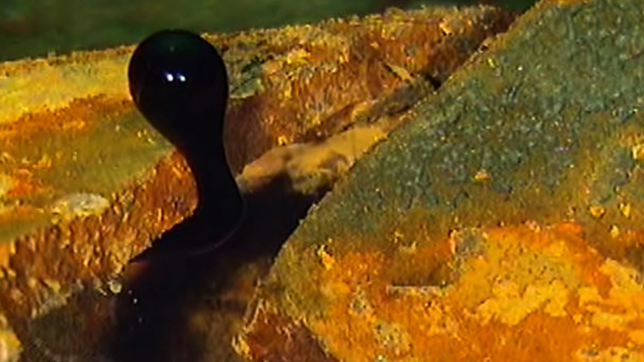 Oil leaking from the Manolis L – a shipwreck off the Northeast coast of Newfoundland.