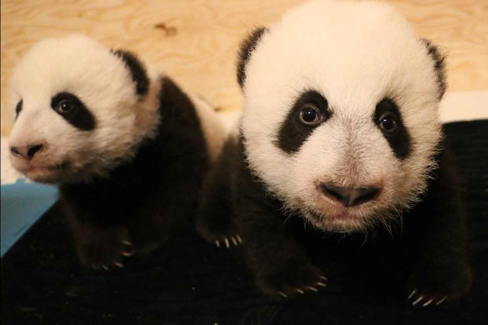 The Toronto Zoo's panda cubs reached turned 100 days old this week.