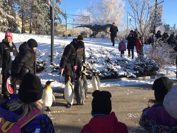 Calgary Zoo’s first Penguin Walk of season nearly called off due to