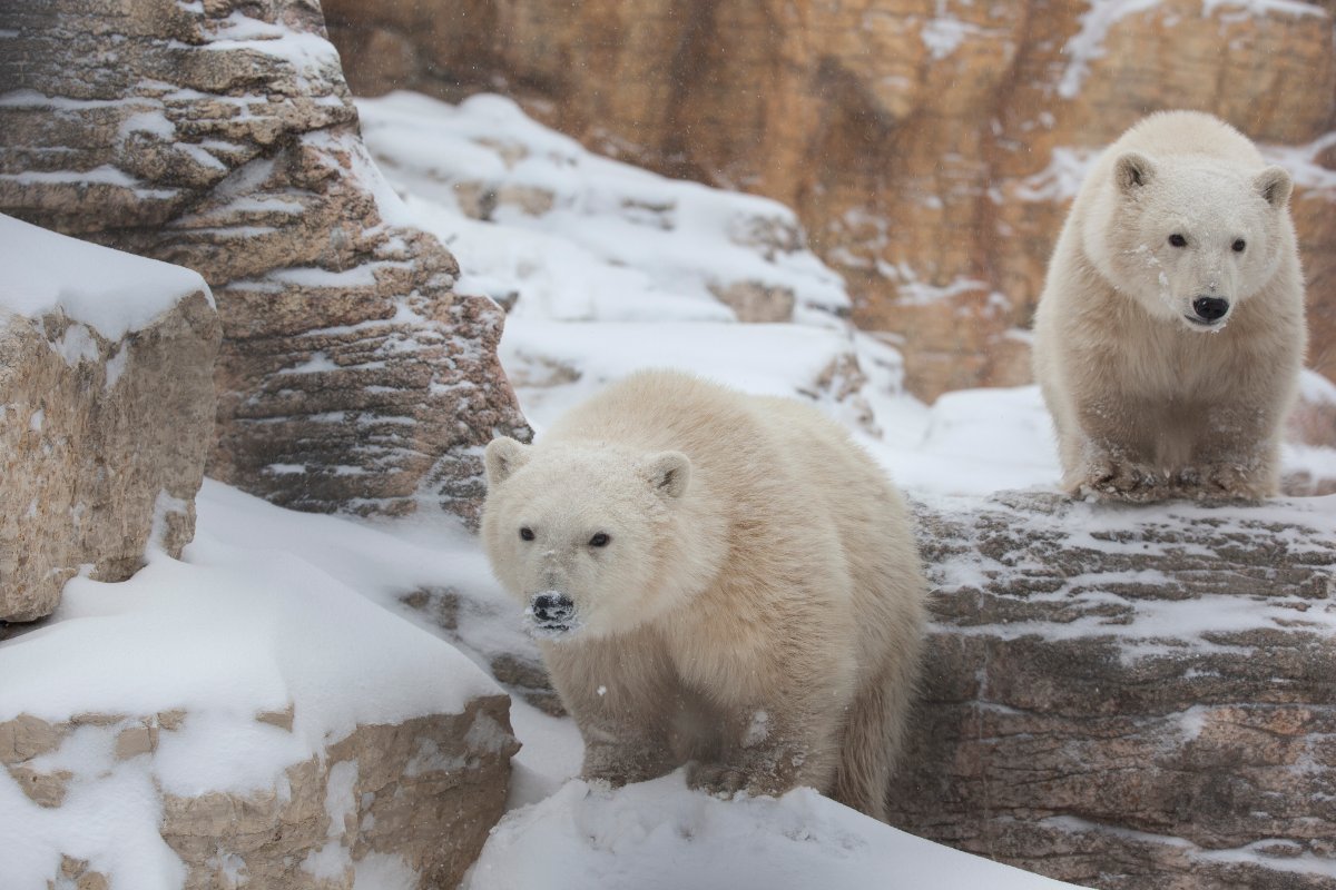 Officials said no other polar bears or other animals at the Zoo are in danger.