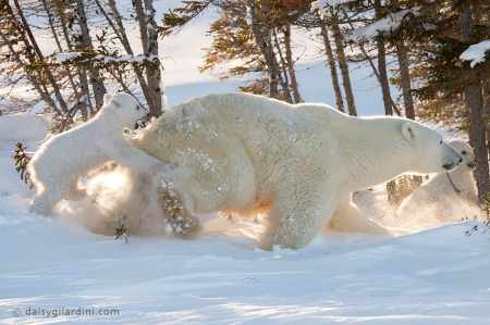 WATCH: Polar bear cub hitches ride on its mom in northern Manitoba ...