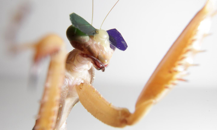 This praying mantis is wearing 3-D glasses. 