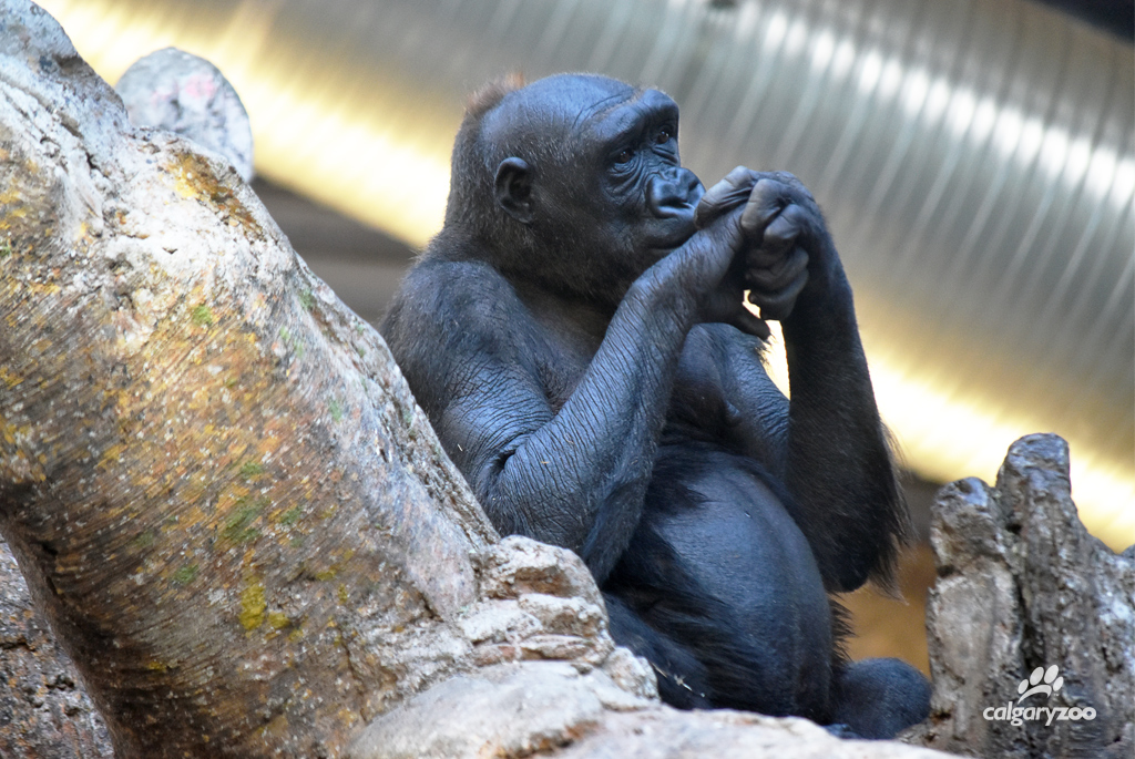 The Calgary Zoo’s 14 year-old female gorilla Kioja is pregnant and expecting her first offspring in early March 2016.