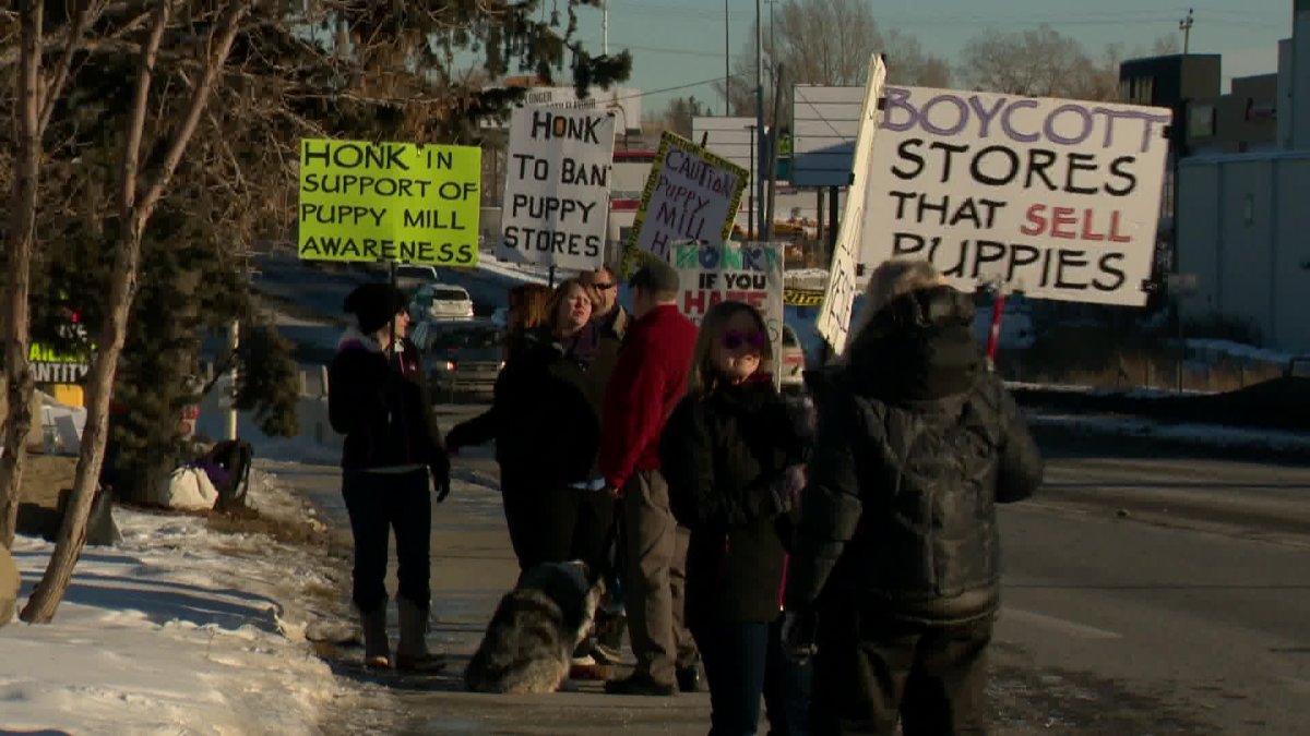 Calgary pet store ‘The Top Dog’ is the subject of ongoing protests - image