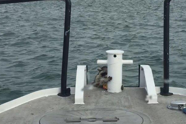 A castaway raccoon holds onto a bollard as Toronto police's Marine Unit returns him to shore.