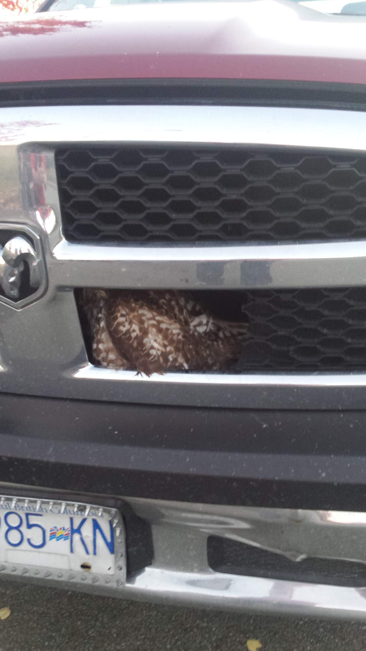 Red-tailed hawk released back into the wild after being hit by truck - image