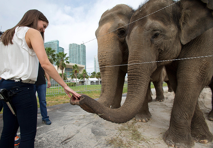 In this Friday, Jan. 8, 2016 photo, Alana Feld, Ringling Bros. and Barnum & Bailey Circus' executive vice president and show producer, interacts with Asian elephants outside the American Airlines Arena in Miami. 