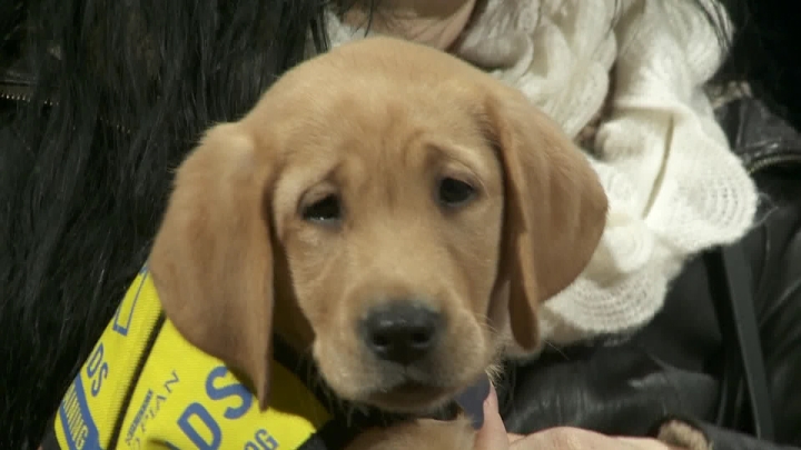 A service dog in Calgary.