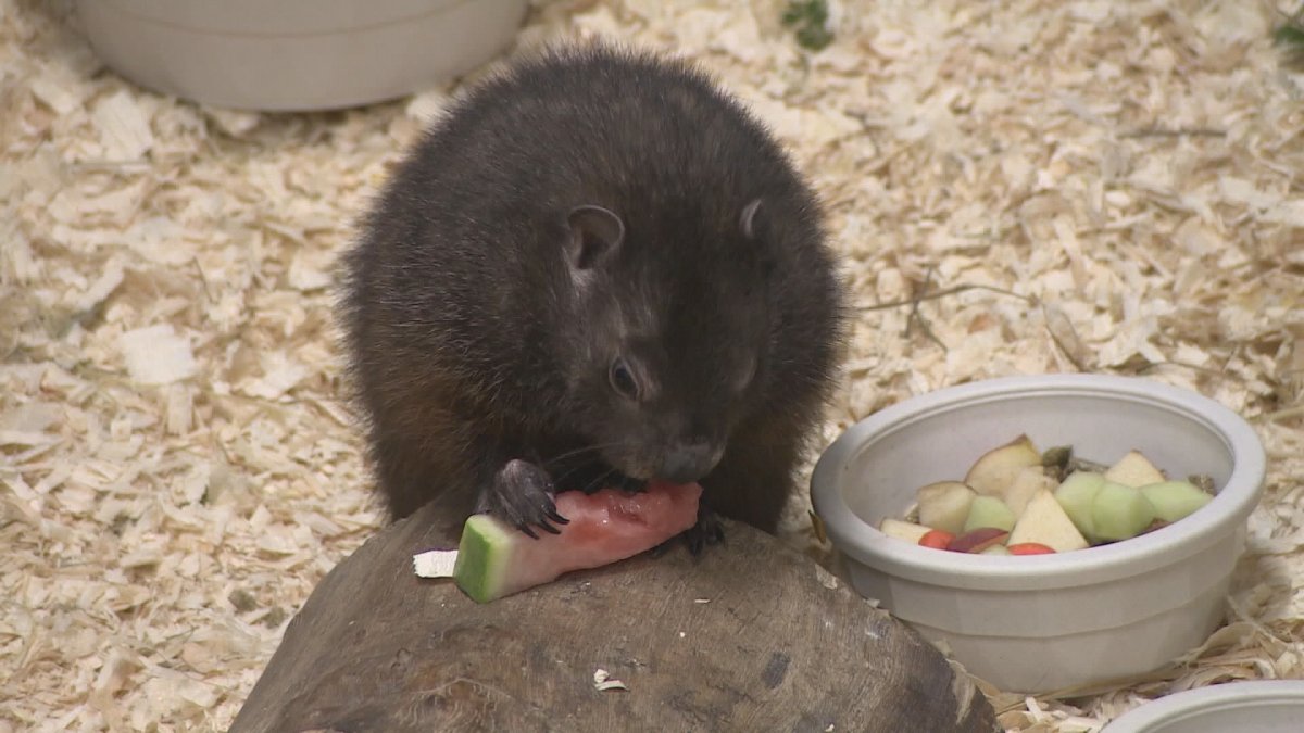 Shubenacadie Sam munches on a piece of watermelon in his pen at the wildlife park. 