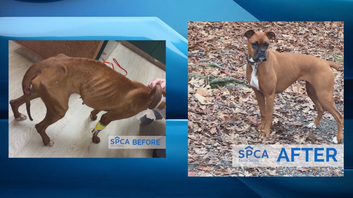Brandy the boxer is pictured here in before and after photos from the NS SPCA.